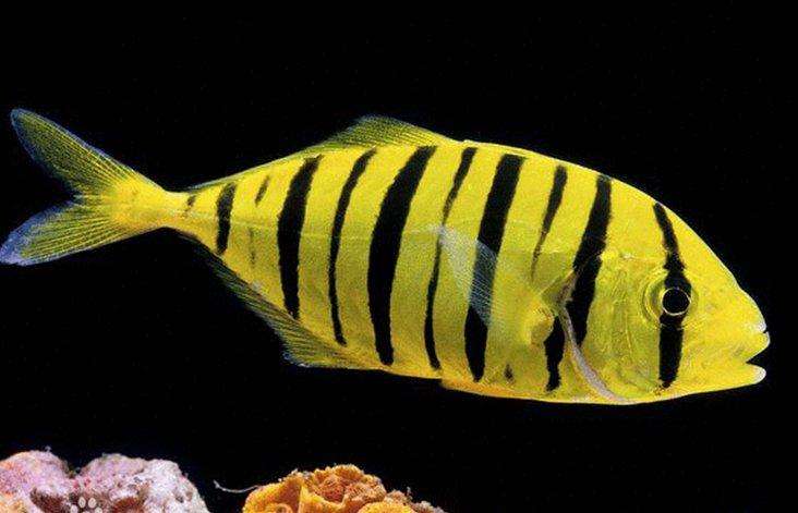 黄鹂无齿鲹 拉丁名: gnathanodon speciosus 英文名:golden kingfish